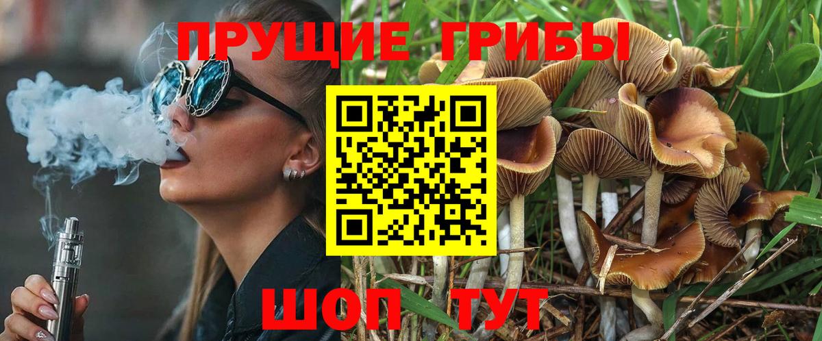 Псилоцибиновые грибы Psilocybine cubensis Ярославль